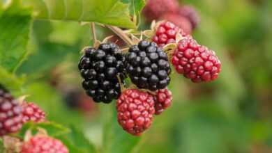 berry, blackberries, fruit