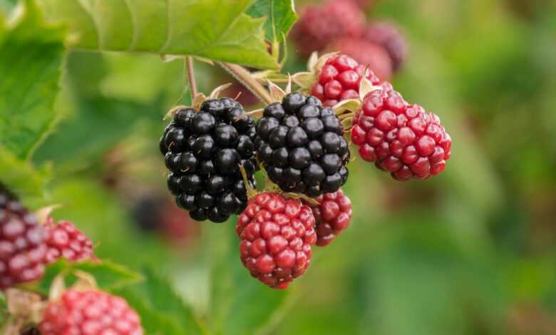 berry, blackberries, fruit