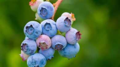 blueberries, fruit, growth