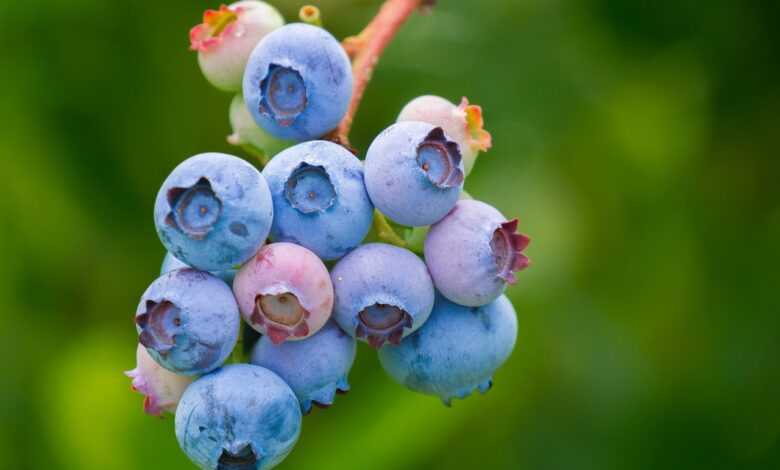 blueberries, fruit, growth