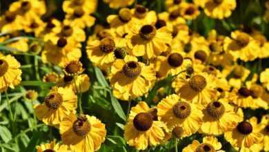 flowers, coneflowers, garden