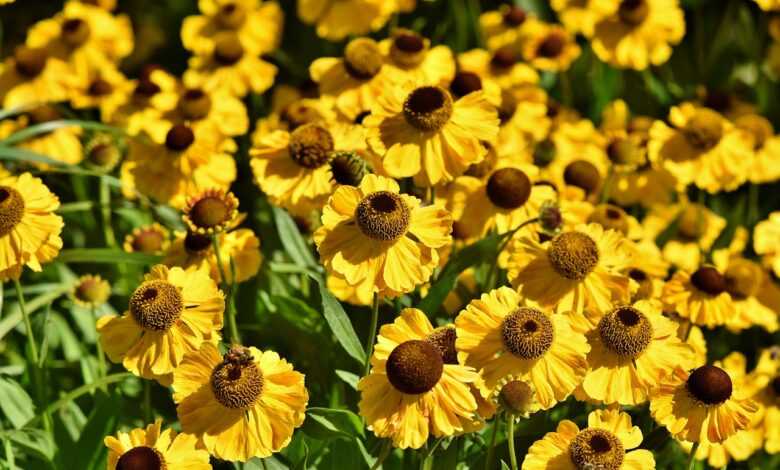 flowers, coneflowers, garden