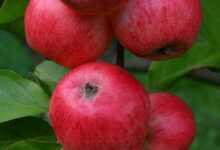 apple, summer apple, entertainment, korpela's croft, winter-resistant, early variety