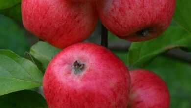 apple, summer apple, entertainment, korpela's croft, winter-resistant, early variety
