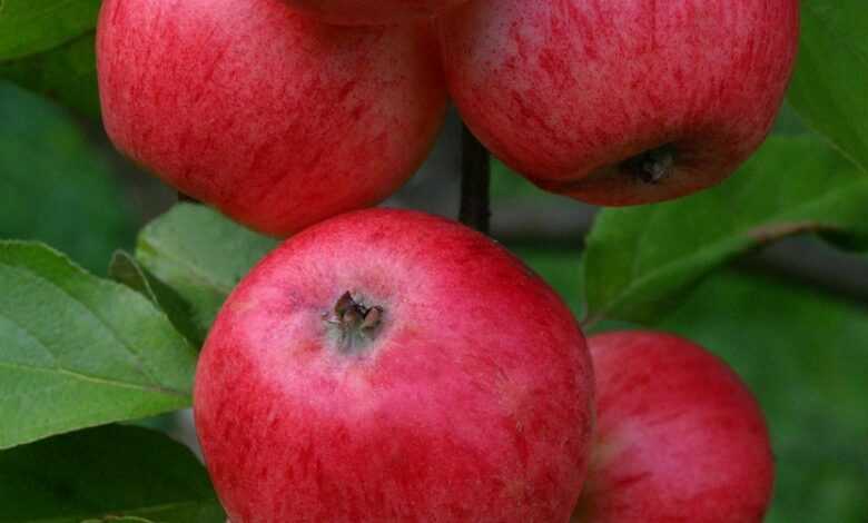 apple, summer apple, entertainment, korpela's croft, winter-resistant, early variety