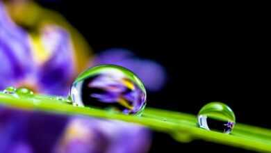 drop of water, drip, leaf, grass blade, globules, water droplets, droplets, water, wet, moisture, close up, macro photography, nature, macro