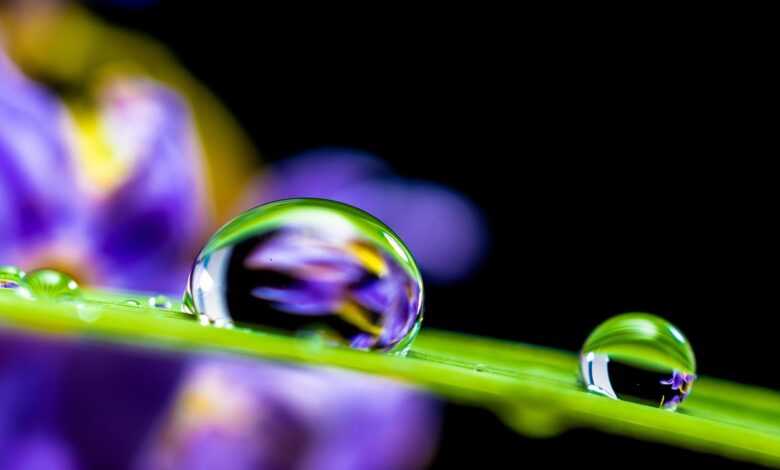 drop of water, drip, leaf, grass blade, globules, water droplets, droplets, water, wet, moisture, close up, macro photography, nature, macro
