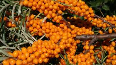 sea buckthorn, sour, berry