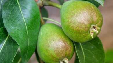 pear, fruit, fruit tree