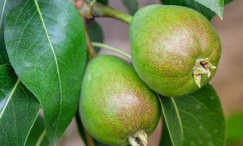 pear, fruit, fruit tree