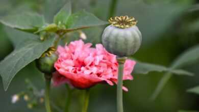 poppy, flower, beautiful flowers