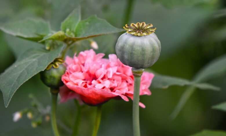 poppy, flower, beautiful flowers