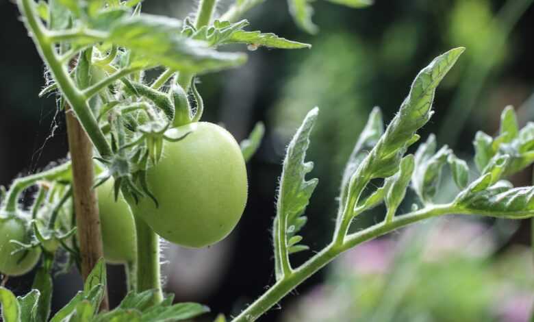 tomato, green, vegetable