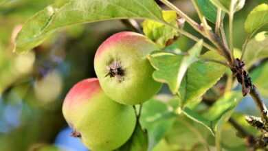 apple, fruits, food