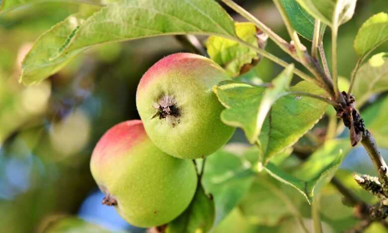 apple, fruits, food