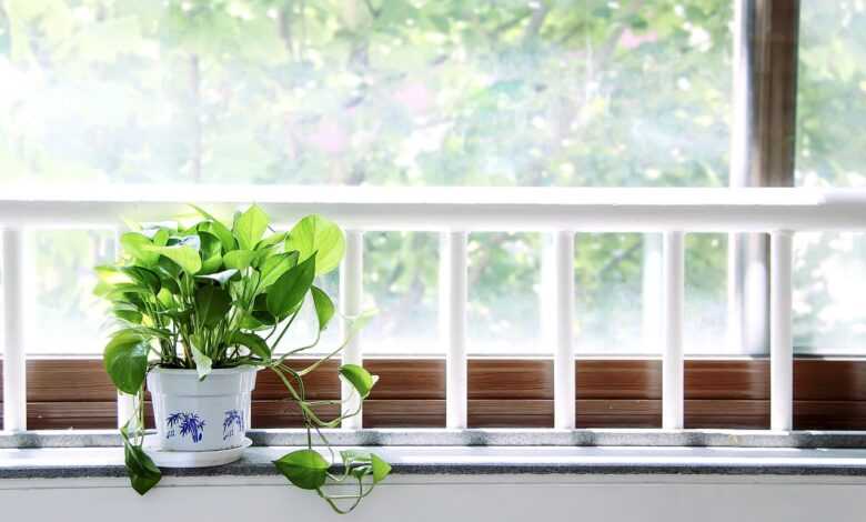 the summer solstice, window, noon, green plants, sunshine, windowsill, noon, windowsill, windowsill, windowsill, windowsill, windowsill