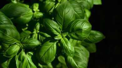 basil, herb, ingredient