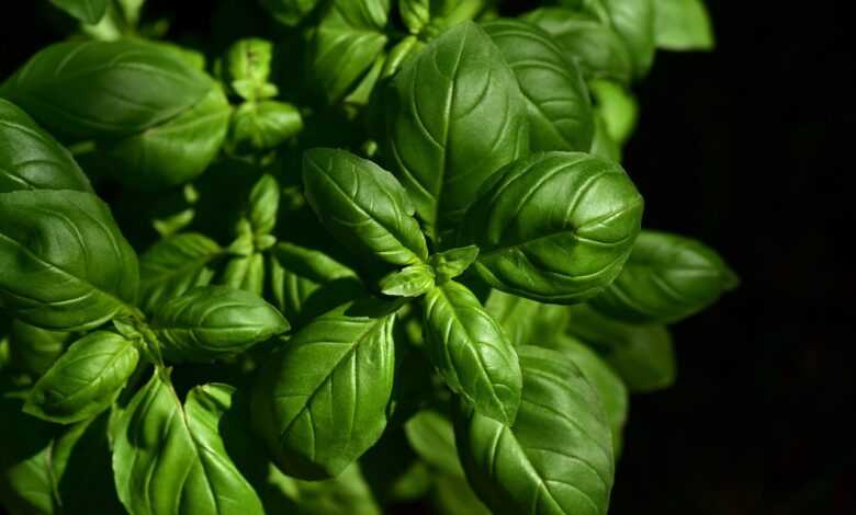 basil, herb, ingredient