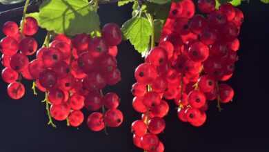 currants, berry, fruit