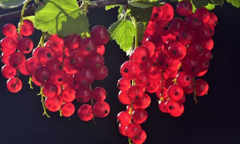 currants, berry, fruit, food, harvest, vitamins, ripe, healthy, bio, products, fresh, red currants, backlighting, sunlight, bright, red, nature, central europe, garden, currants, berry, berry, fruit, fruit, fruit, fruit, fruit, products, red, red, garden, garden