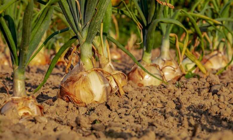 onion, fields, field