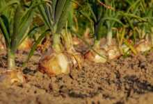 onion, fields, field, onion field, leek, vegetable garden, row, cultivation, agricultural, harvest time, floor, earth, onion, onion, onion, onion, onion, vegetable garden