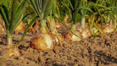 onion, fields, field