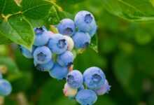 blueberries, fruits, berries