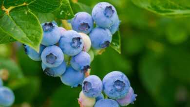 blueberries, fruits, berries