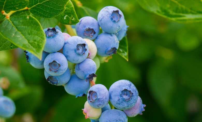 blueberries, fruits, berries