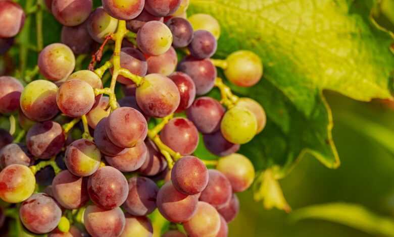 grapes, fruit, immature