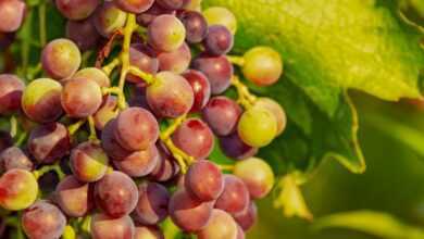 grapes, fruit, immature