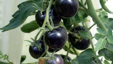 tomatoes, black, nature