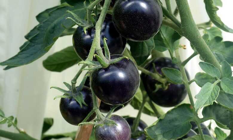 tomatoes, black, nature