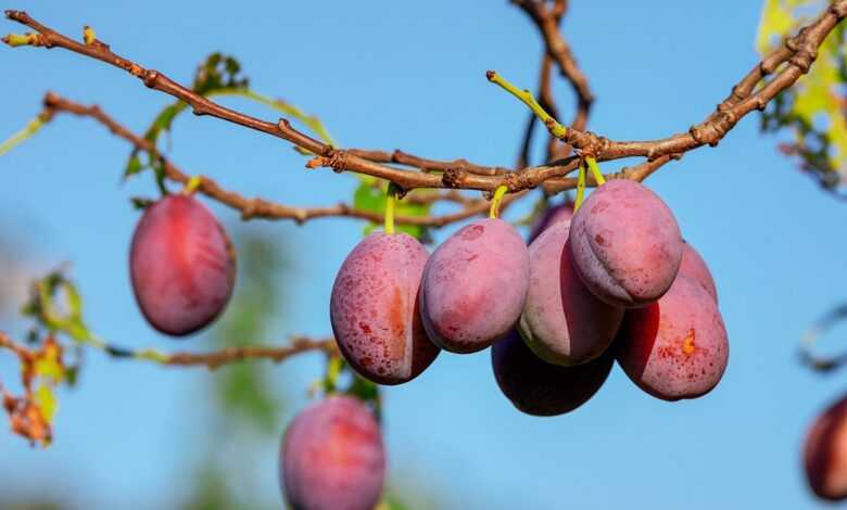 plums, fruits, plant