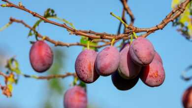 plums, fruits, plant