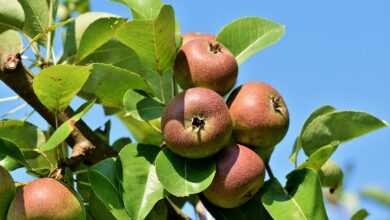 apples, fruits, food, fresh, healthy, ripe, organic, sweet, produce, apple tree, apple orchard, branch, harvest, apple tree, apple tree, apple tree, apple tree, apple tree, apple orchard
