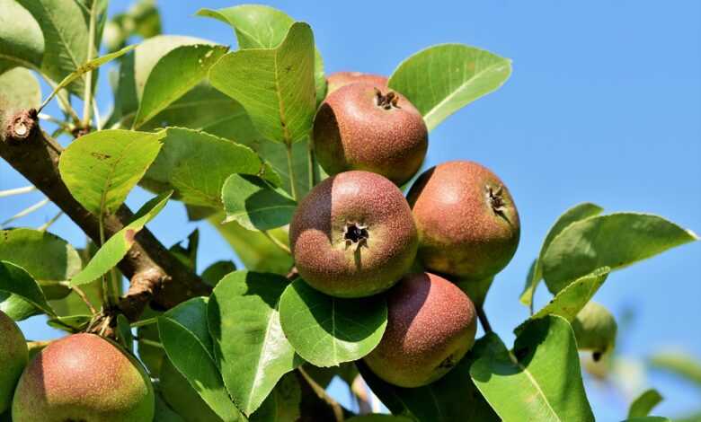 apples, fruits, food, fresh, healthy, ripe, organic, sweet, produce, apple tree, apple orchard, branch, harvest, apple tree, apple tree, apple tree, apple tree, apple tree, apple orchard