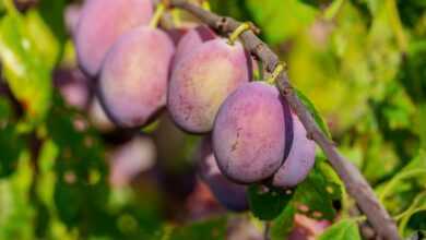 plums, fruits, food