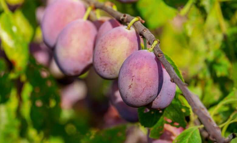 plums, fruits, food