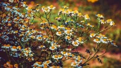 motherwort, blossom, bloom