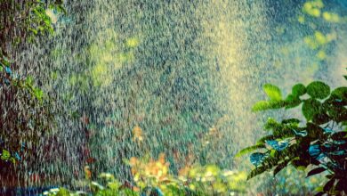 sprinkler, irrigation, backlighting, water, nature, spray, sprinkler system, splash, spraying, summer, heatwave, park, gardening