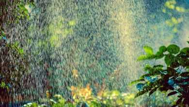 sprinkler, irrigation, backlighting, water, spray, sprinkler system, splash, nature, spraying, summer, heatwave, park, gardening
