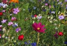 flowers, flower wallpaper, meadow