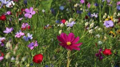 flowers, meadow, nature