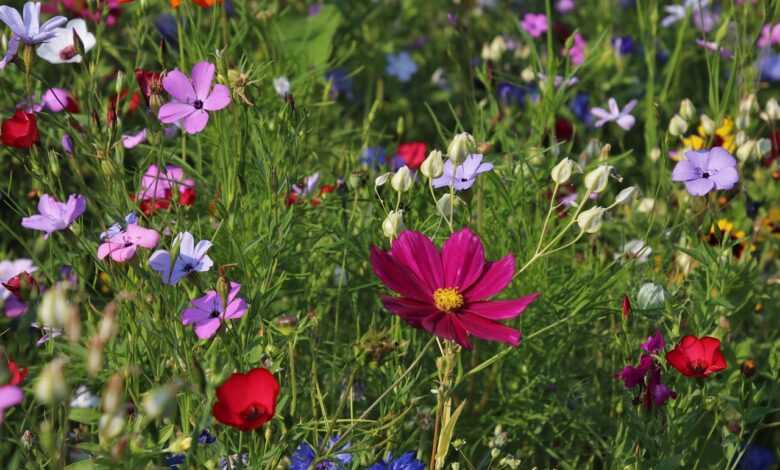 flowers, meadow, nature