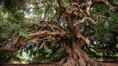 olive tree, old tree, tree, branches, leaves, trunk, bark, plant, gnarled, landscape, nature, mood, lavizzara, tree, tree, tree, tree, tree