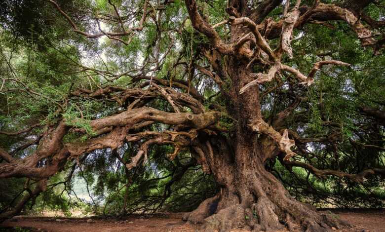 olive tree, old tree, tree, branches, leaves, trunk, bark, plant, gnarled, landscape, nature, mood, lavizzara, tree, tree, tree, tree, tree