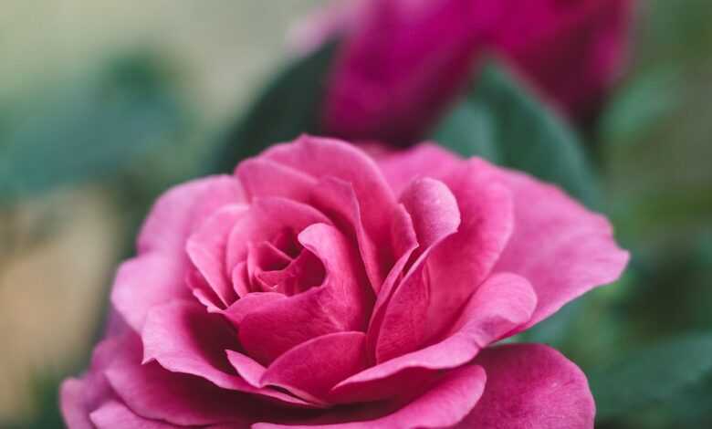 rose, flower, flower wallpaper