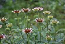 echinacea, purple, flowers, flower background, young, bush, herbs, flower wallpaper, health, immunity, bloom, beautiful flowers, pink, nature